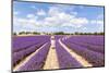 France, Provence Alps Cote D'Azur, Vaucluse, Banon. Woman Walking in Lavender Field in Summer (Mr)-Matteo Colombo-Mounted Photographic Print