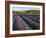 France, Provence, Banon, Lavender to Foreground-Shaun Egan-Framed Photographic Print