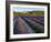 France, Provence, Banon, Lavender to Foreground-Shaun Egan-Framed Photographic Print