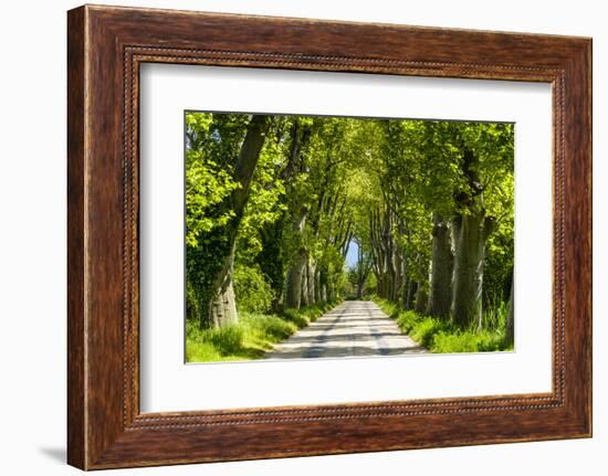 France, Provence, Bouches-Du-Rh?ne, Camargue, Salin-De-Giraud, Plane Tree Avenue-Udo Siebig-Framed Premium Photographic Print