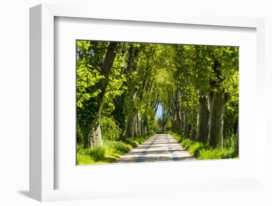 France, Provence, Bouches-Du-Rh?ne, Camargue, Salin-De-Giraud, Plane Tree Avenue-Udo Siebig-Framed Premium Photographic Print