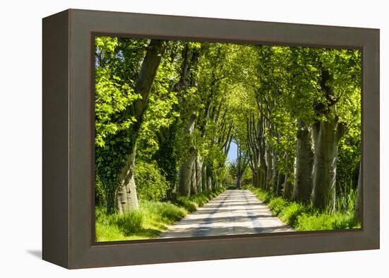 France, Provence, Bouches-Du-Rh?ne, Camargue, Salin-De-Giraud, Plane Tree Avenue-Udo Siebig-Framed Premier Image Canvas