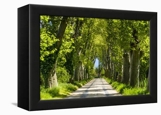 France, Provence, Bouches-Du-Rh?ne, Camargue, Salin-De-Giraud, Plane Tree Avenue-Udo Siebig-Framed Premier Image Canvas