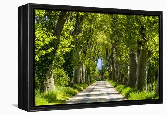 France, Provence, Bouches-Du-Rh?ne, Camargue, Salin-De-Giraud, Plane Tree Avenue-Udo Siebig-Framed Premier Image Canvas