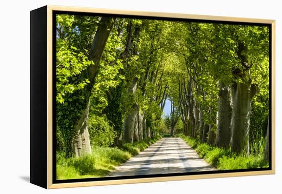 France, Provence, Bouches-Du-Rh?ne, Camargue, Salin-De-Giraud, Plane Tree Avenue-Udo Siebig-Framed Premier Image Canvas