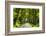 France, Provence, Bouches-Du-Rh?ne, Camargue, Salin-De-Giraud, Plane Tree Avenue-Udo Siebig-Framed Photographic Print