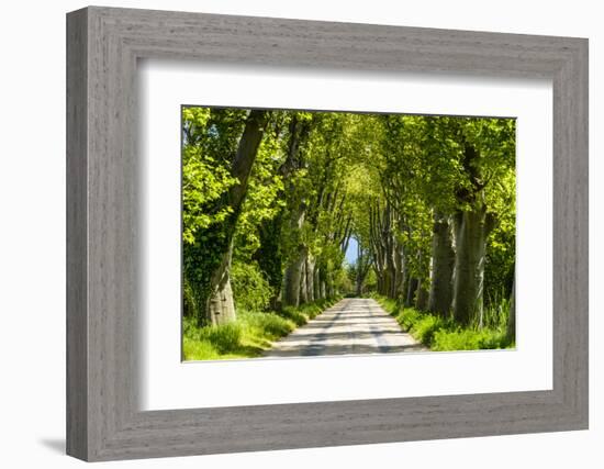 France, Provence, Bouches-Du-Rh?ne, Camargue, Salin-De-Giraud, Plane Tree Avenue-Udo Siebig-Framed Photographic Print