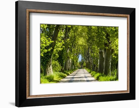 France, Provence, Bouches-Du-Rh?ne, Camargue, Salin-De-Giraud, Plane Tree Avenue-Udo Siebig-Framed Photographic Print