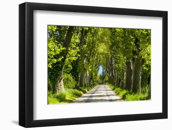 France, Provence, Bouches-Du-Rh?ne, Camargue, Salin-De-Giraud, Plane Tree Avenue-Udo Siebig-Framed Photographic Print