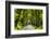 France, Provence, Bouches-Du-Rh?ne, Camargue, Salin-De-Giraud, Plane Tree Avenue-Udo Siebig-Framed Photographic Print