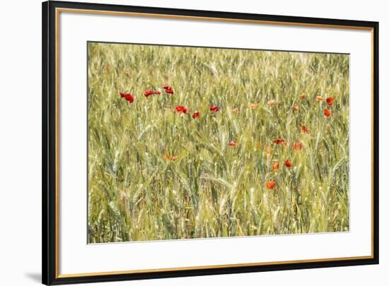 France Provence Collection - Wheat Field-Philippe Hugonnard-Framed Photographic Print