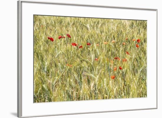 France Provence Collection - Wheat Field-Philippe Hugonnard-Framed Photographic Print