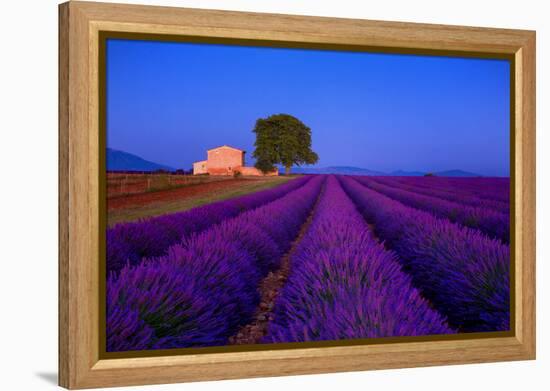 France, Provence. Lavender field in the Valensole Plateau.-Jaynes Gallery-Framed Premier Image Canvas