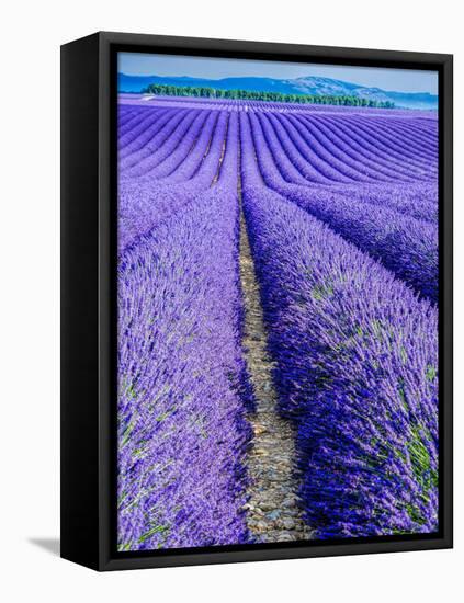 France, Provence, Lavender Field on the Valensole Plateau-Terry Eggers-Framed Premier Image Canvas