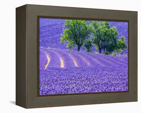 France, Provence, Lavender Field on the Valensole Plateau-Terry Eggers-Framed Premier Image Canvas