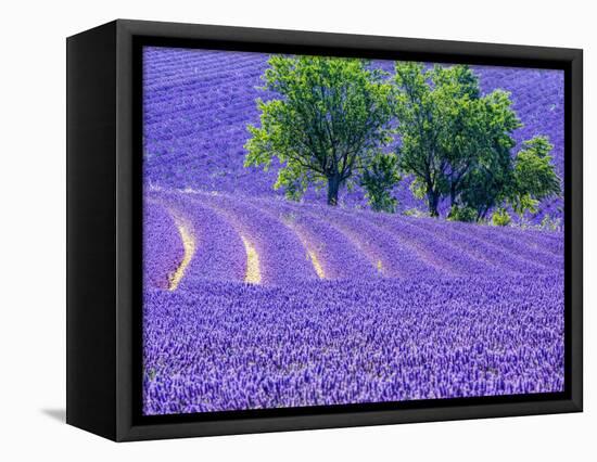 France, Provence, Lavender Field on the Valensole Plateau-Terry Eggers-Framed Premier Image Canvas
