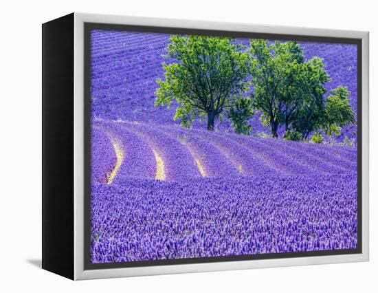 France, Provence, Lavender Field on the Valensole Plateau-Terry Eggers-Framed Premier Image Canvas