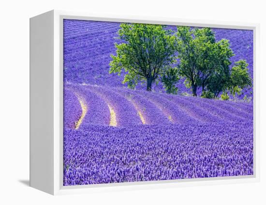 France, Provence, Lavender Field on the Valensole Plateau-Terry Eggers-Framed Premier Image Canvas