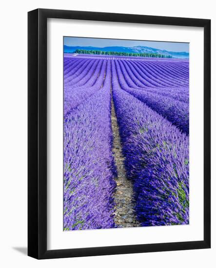 France, Provence, Lavender Field on the Valensole Plateau-Terry Eggers-Framed Photographic Print