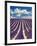 France, Provence, Lavender Field on the Valensole Plateau-Terry Eggers-Framed Photographic Print