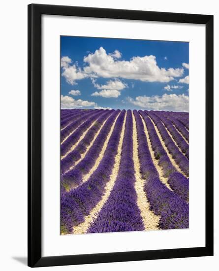 France, Provence, Lavender Field on the Valensole Plateau-Terry Eggers-Framed Photographic Print