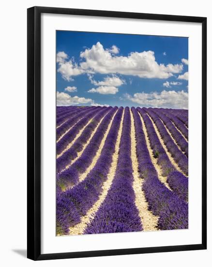 France, Provence, Lavender Field on the Valensole Plateau-Terry Eggers-Framed Photographic Print