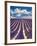 France, Provence, Lavender Field on the Valensole Plateau-Terry Eggers-Framed Photographic Print