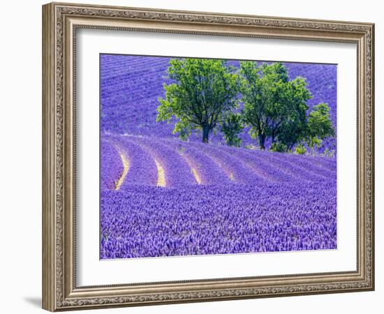 France, Provence, Lavender Field on the Valensole Plateau-Terry Eggers-Framed Photographic Print