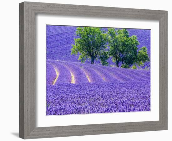 France, Provence, Lavender Field on the Valensole Plateau-Terry Eggers-Framed Photographic Print