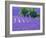 France, Provence, Lavender Field on the Valensole Plateau-Terry Eggers-Framed Photographic Print