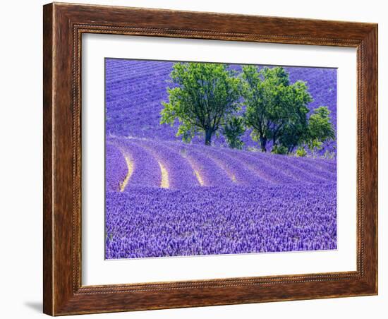 France, Provence, Lavender Field on the Valensole Plateau-Terry Eggers-Framed Photographic Print