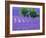 France, Provence, Lavender Field on the Valensole Plateau-Terry Eggers-Framed Photographic Print