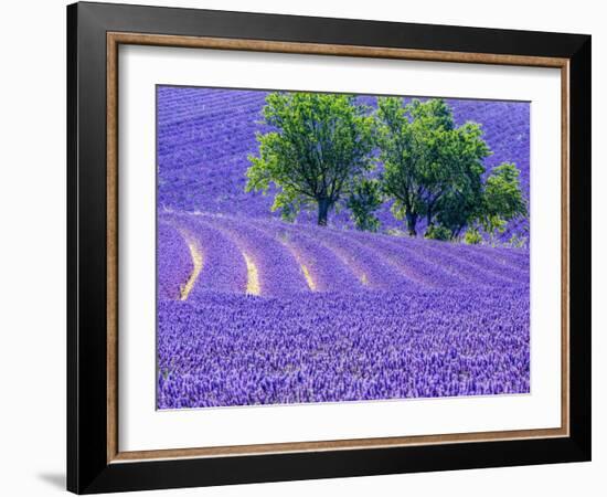 France, Provence, Lavender Field on the Valensole Plateau-Terry Eggers-Framed Photographic Print