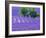 France, Provence, Lavender Field on the Valensole Plateau-Terry Eggers-Framed Photographic Print