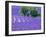 France, Provence, Lavender Field on the Valensole Plateau-Terry Eggers-Framed Photographic Print