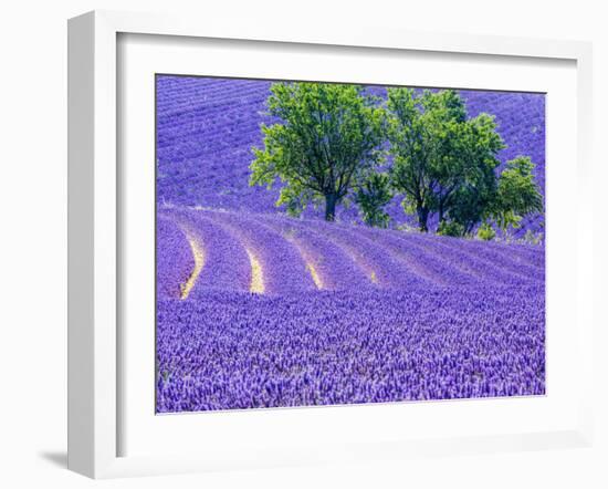 France, Provence, Lavender Field on the Valensole Plateau-Terry Eggers-Framed Photographic Print