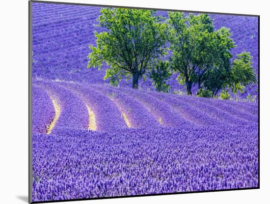 France, Provence, Lavender Field on the Valensole Plateau-Terry Eggers-Mounted Photographic Print