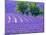 France, Provence, Lavender Field on the Valensole Plateau-Terry Eggers-Mounted Photographic Print