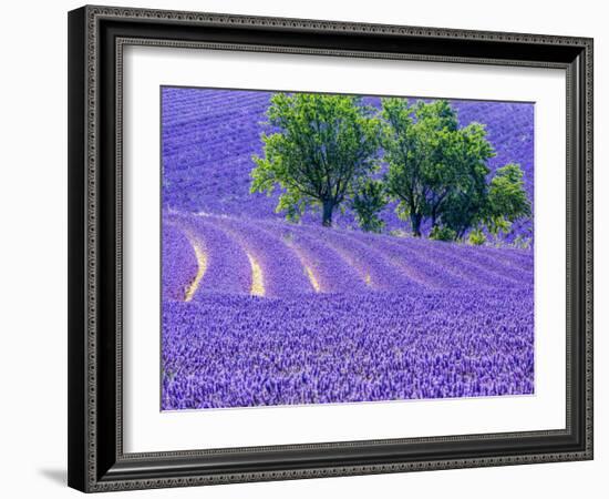 France, Provence, Lavender Field on the Valensole Plateau-Terry Eggers-Framed Photographic Print