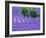 France, Provence, Lavender Field on the Valensole Plateau-Terry Eggers-Framed Photographic Print