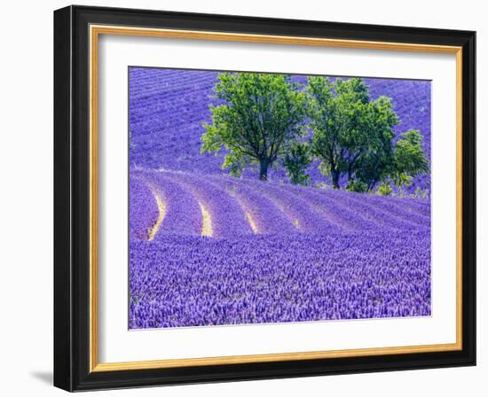 France, Provence, Lavender Field on the Valensole Plateau-Terry Eggers-Framed Photographic Print