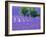 France, Provence, Lavender Field on the Valensole Plateau-Terry Eggers-Framed Photographic Print