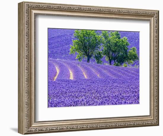 France, Provence, Lavender Field on the Valensole Plateau-Terry Eggers-Framed Photographic Print