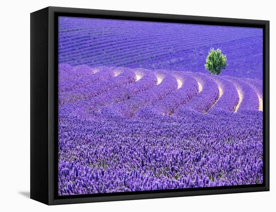 France, Provence, Lone Tree in Lavender Field-Terry Eggers-Framed Premier Image Canvas