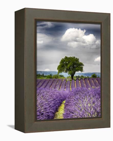 France, Provence, Lone Tree in Lavender Field-Terry Eggers-Framed Premier Image Canvas