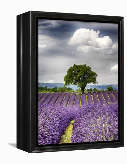 France, Provence, Lone Tree in Lavender Field-Terry Eggers-Framed Premier Image Canvas