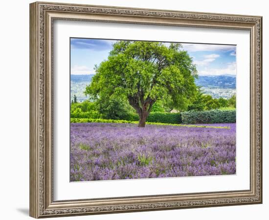 France, Provence, Lone Tree in Lavender Field-Terry Eggers-Framed Photographic Print