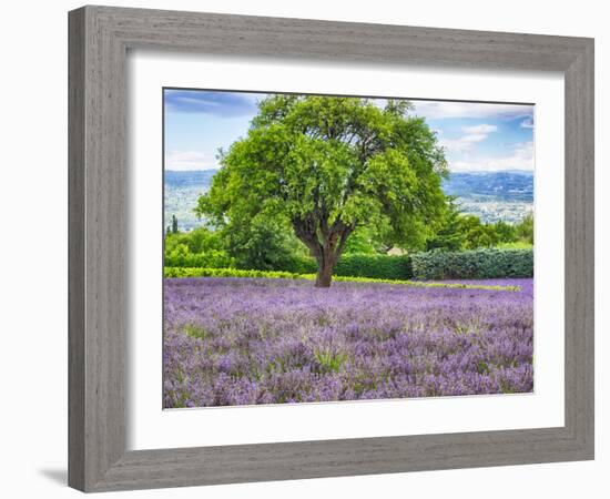 France, Provence, Lone Tree in Lavender Field-Terry Eggers-Framed Photographic Print