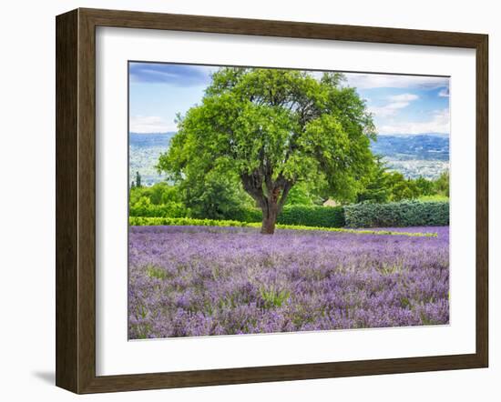 France, Provence, Lone Tree in Lavender Field-Terry Eggers-Framed Photographic Print