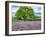 France, Provence, Lone Tree in Lavender Field-Terry Eggers-Framed Photographic Print